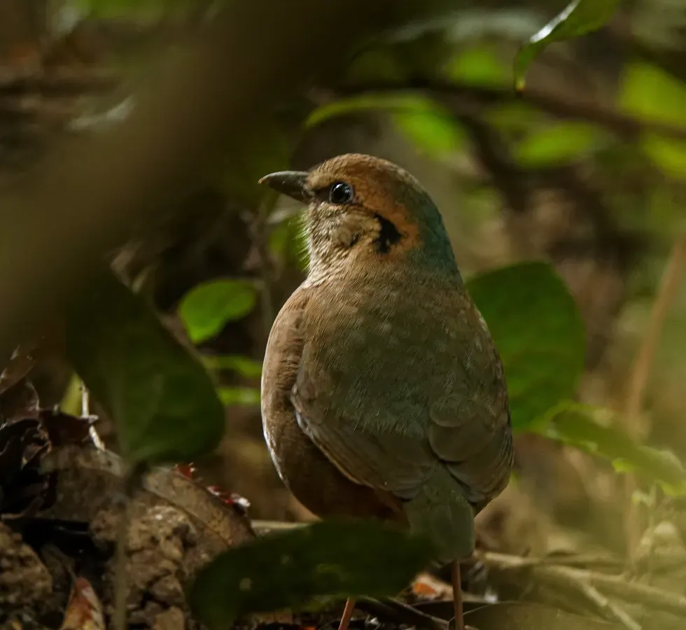 File:Hydrornis nipalensis 113344588.jpg