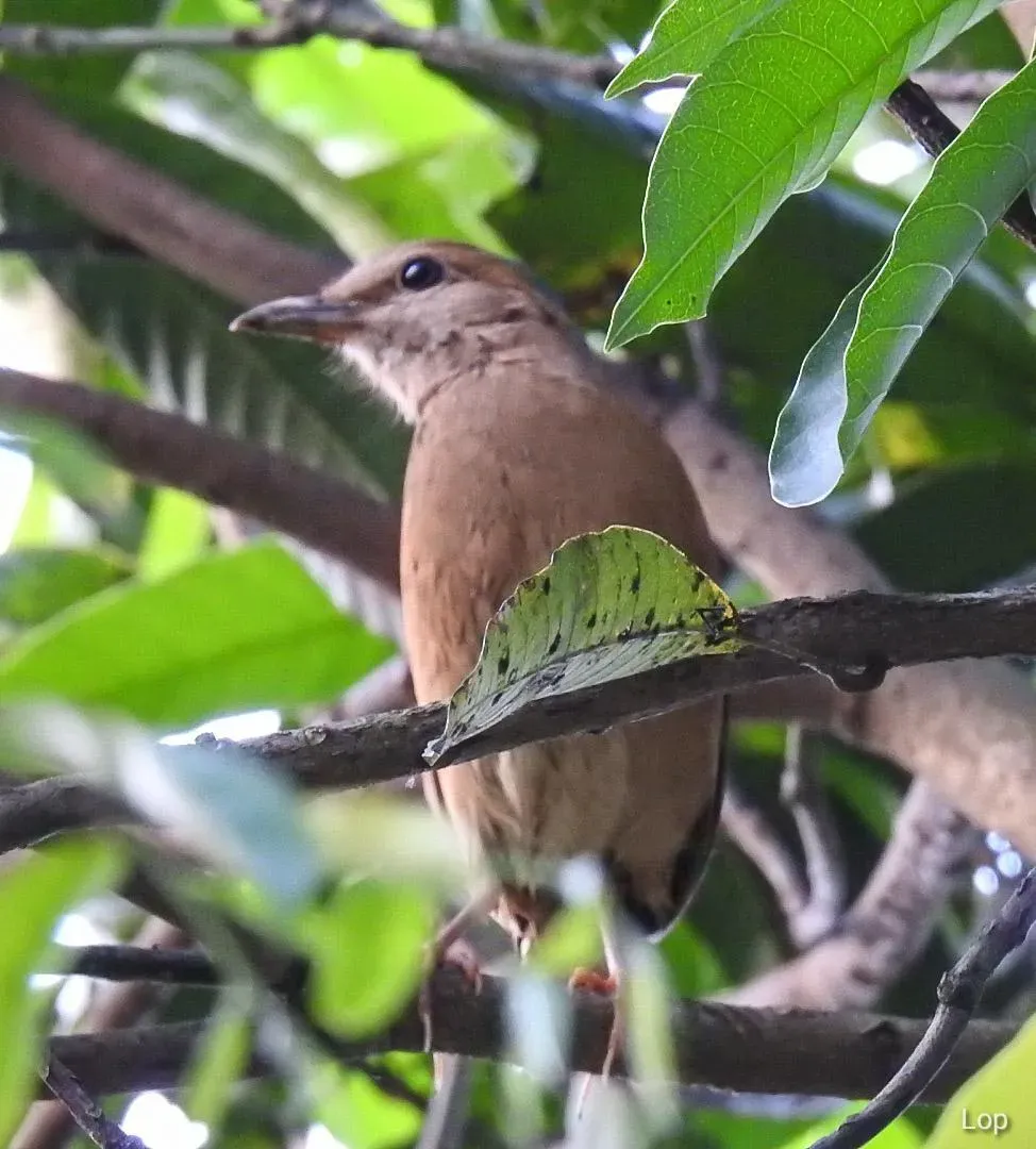 File:Hydrornis nipalensis 72556318.jpg
