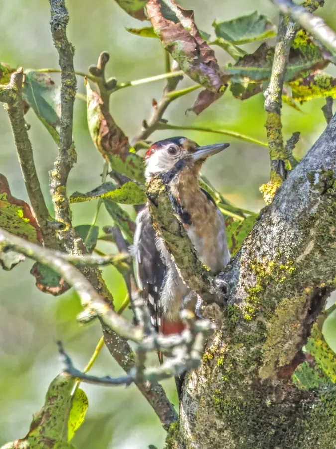 File:Syrian woodpecker (Dendrocopos syriacus) Malá Ida.jpg