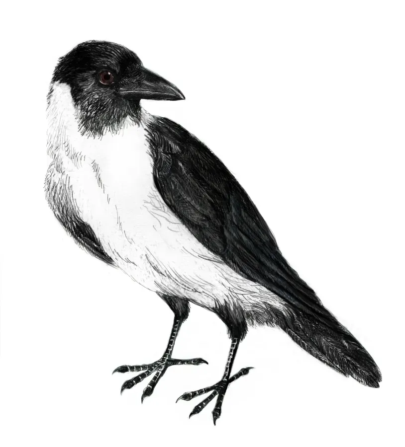 File:Corvus typicus.jpg