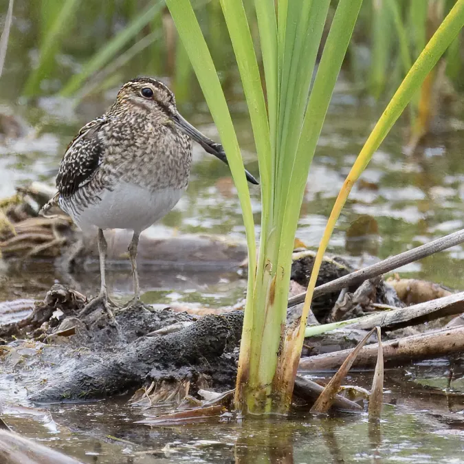 File:Lake apopka wr 1.28.24 (Gallinago delicata).jpg