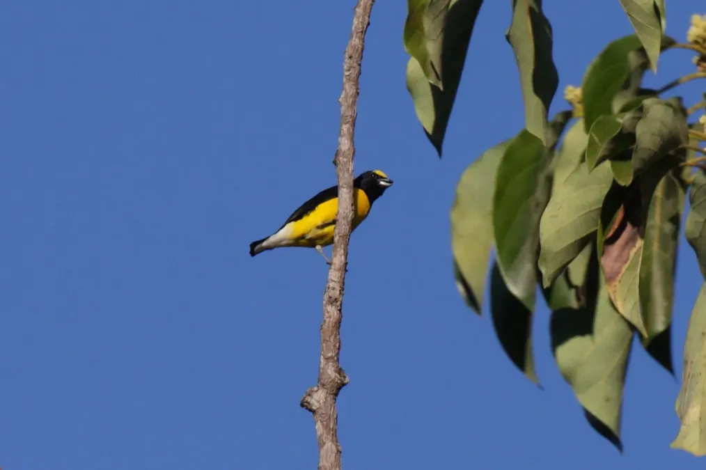 File:Euphonia affinis godmani.jpg