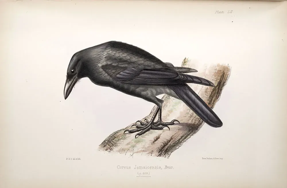 File:Corvus jamaicensis.jpg