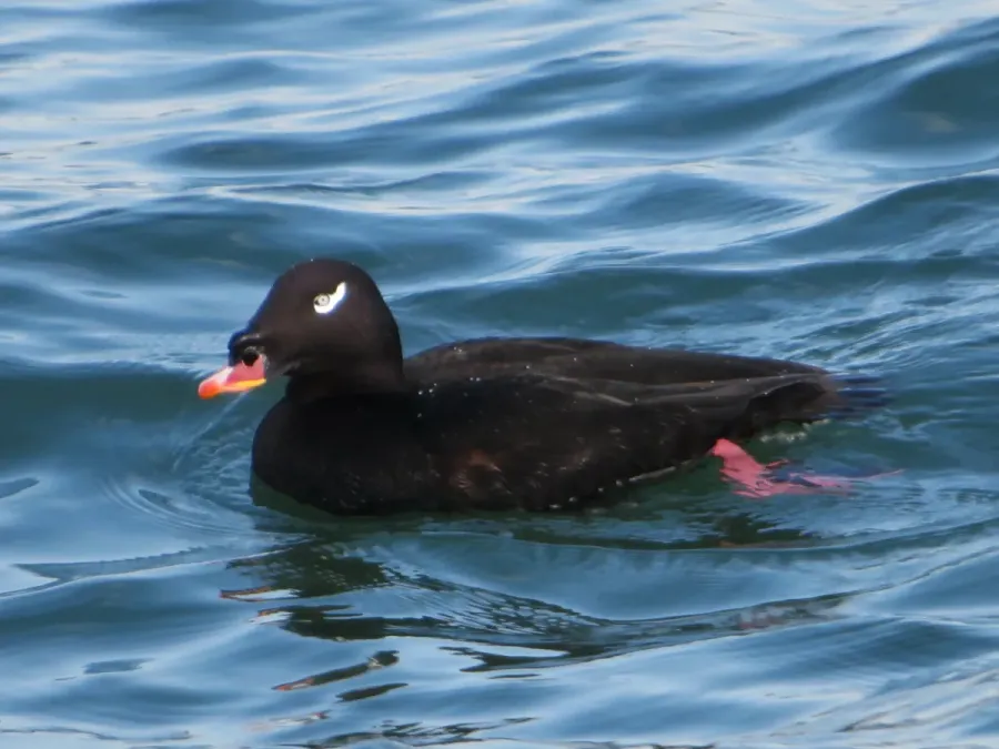 File:Melanitta stejnegeri 110567157.jpg