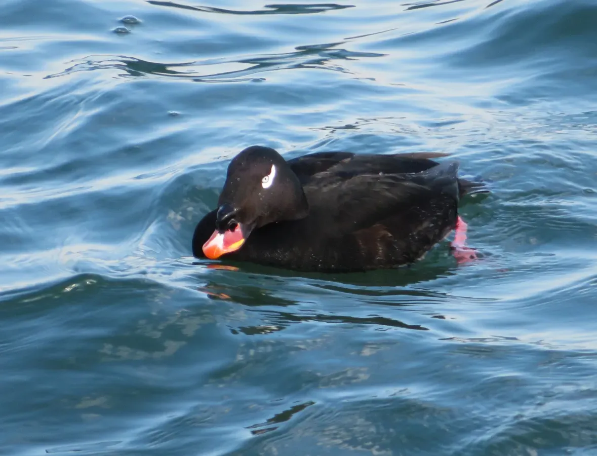 File:Melanitta stejnegeri 110567498.jpg