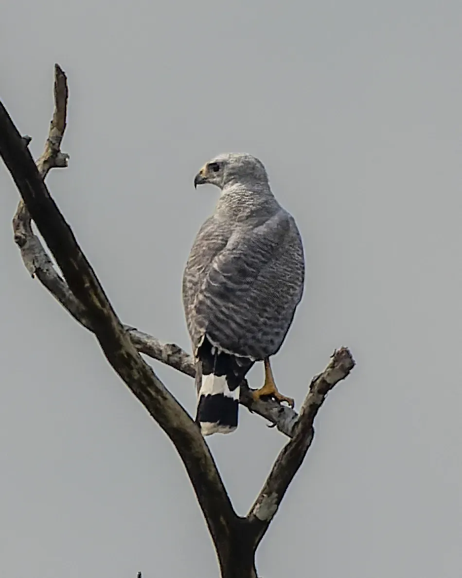 File:Buteo nitidus 376820732.jpg