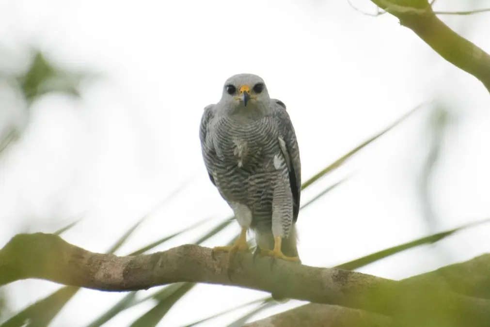 File:Buteo nitidus 339541125.jpg