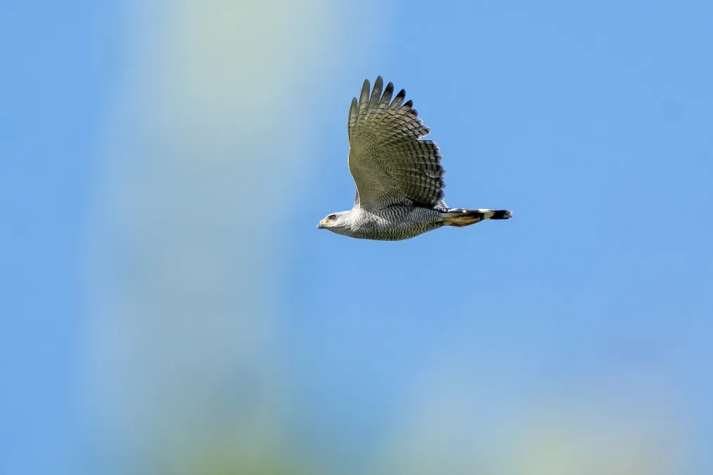 File:Buteo nitidus 257386936.jpg