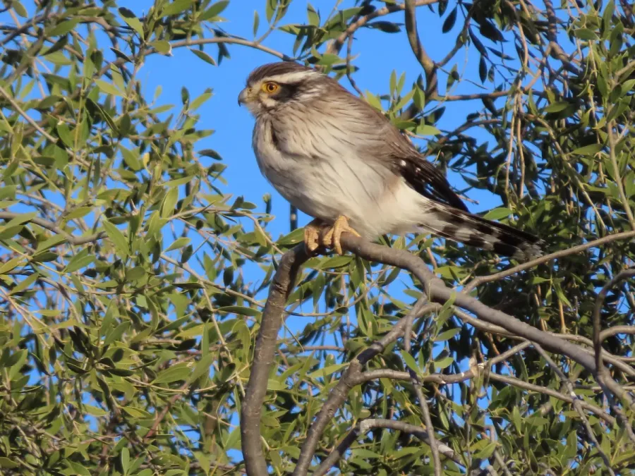 File:Spiziapteryx circumcincta 407803609.jpg