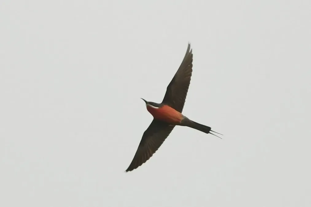 File:Merops malimbicus 339521476.jpg