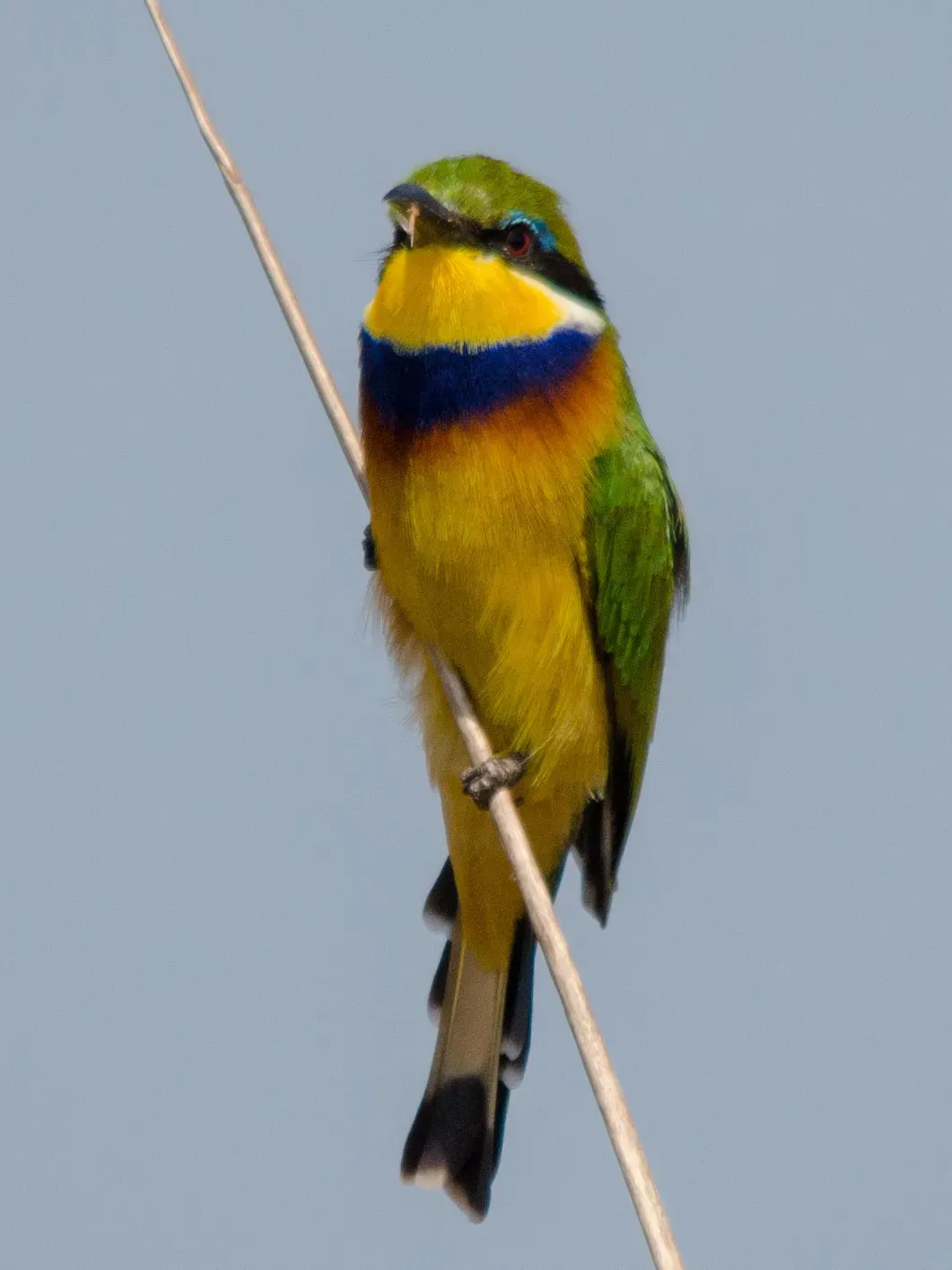 File:Merops variegatus 63256653.jpg