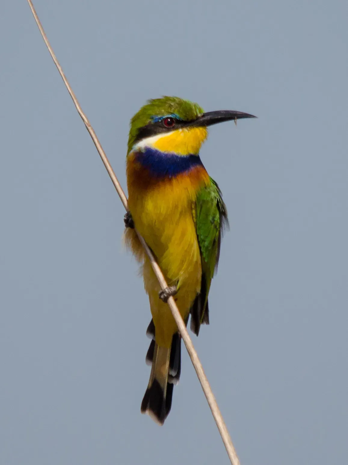 File:Merops variegatus 63256640.jpg