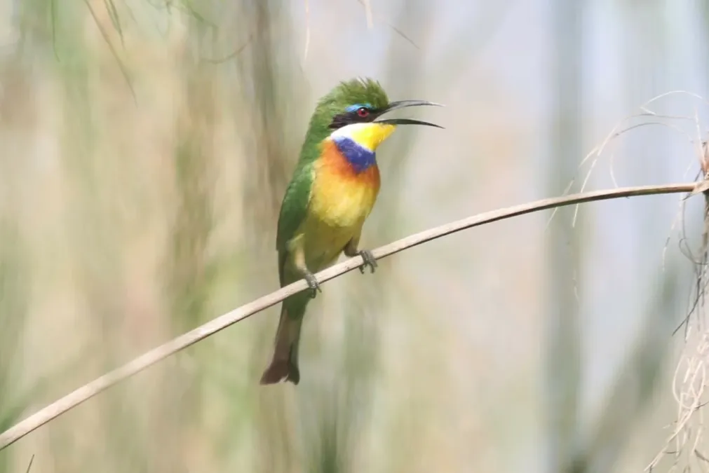 File:Merops variegatus 257766572.jpg