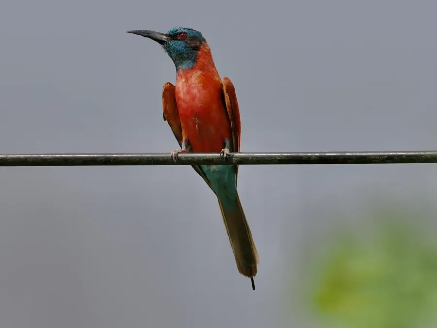 File:Merops nubicus 442243879.jpg