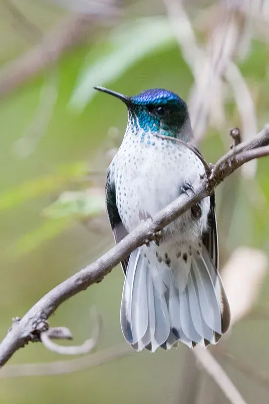 File:Sephanoides fernandensis hembra.jpg