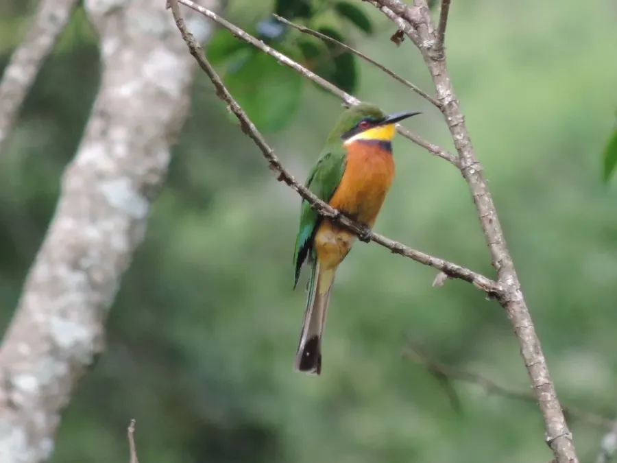 File:Merops oreobates 104302381.jpg