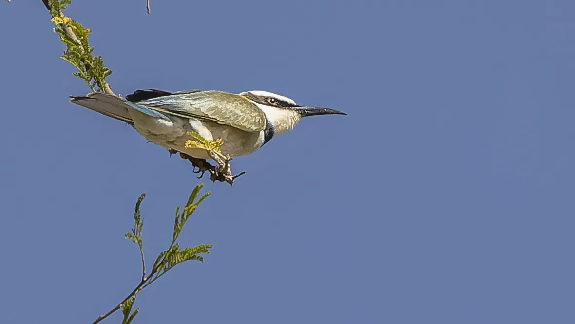 File:Merops albicollis 370347119.jpg