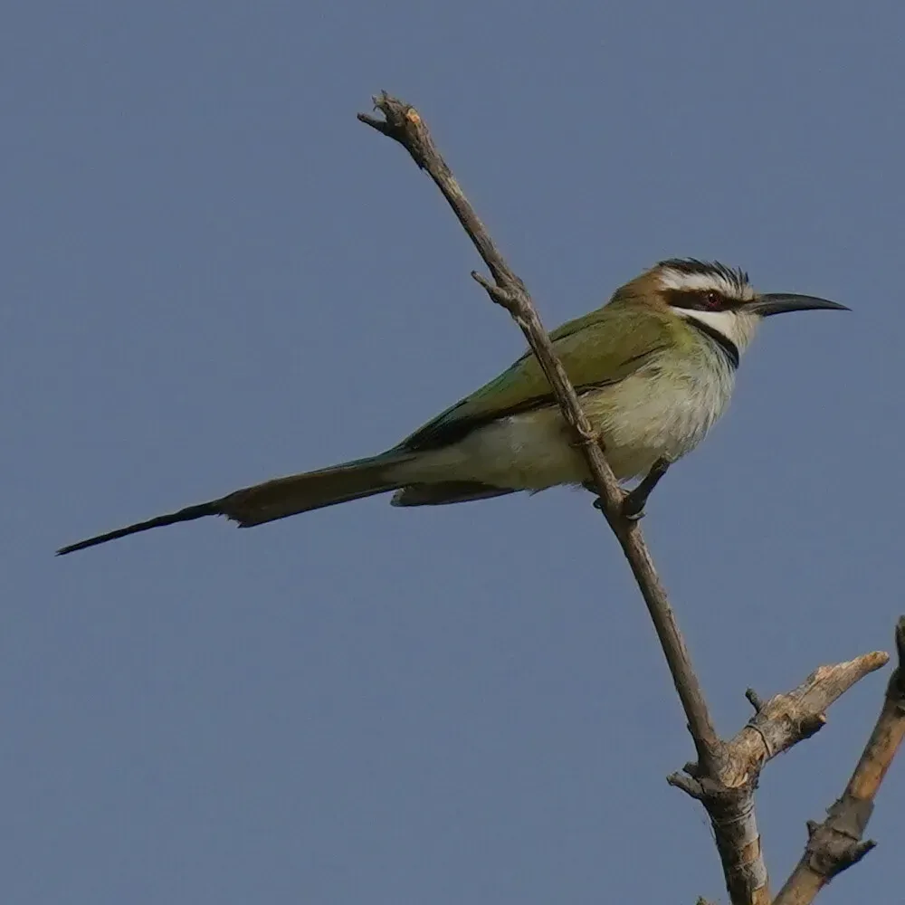 File:Merops albicollis 258796676.jpg