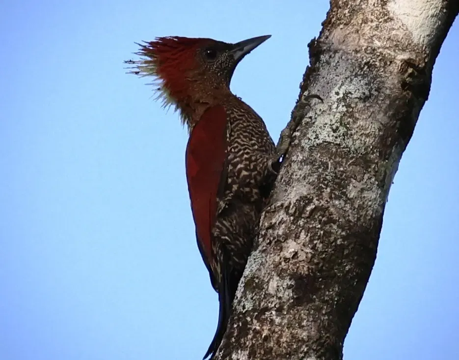 File:Chrysophlegma miniaceum 348399848.jpg