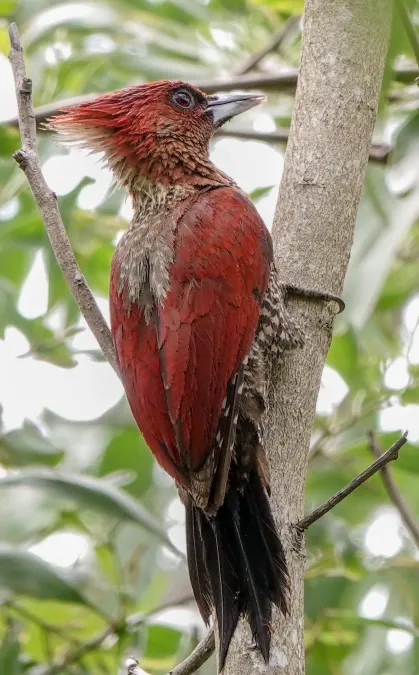 File:Chrysophlegma miniaceum 290097122.jpg