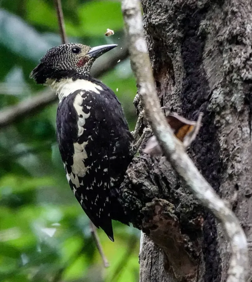 File:Meiglyptes jugularis 339542991.jpg