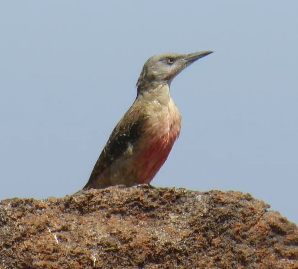 File:Geocolaptes olivaceus 180937821.jpg