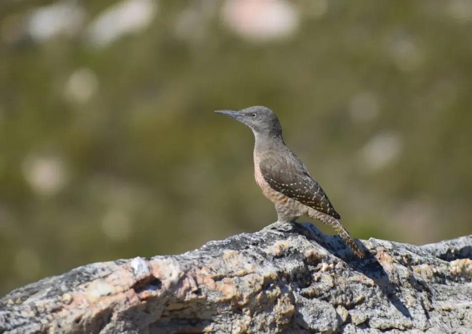 File:Geocolaptes olivaceus 177589264.jpg