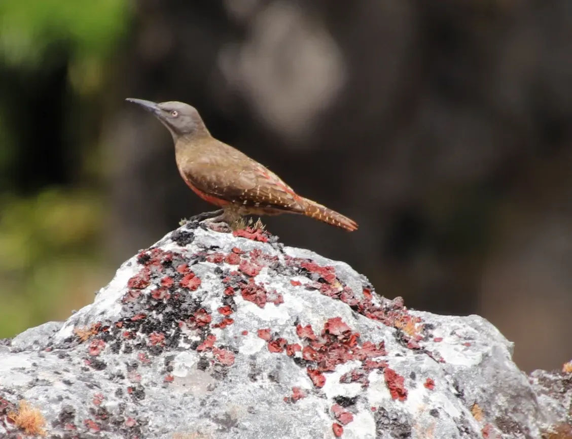 File:Geocolaptes olivaceus 172361185.jpg