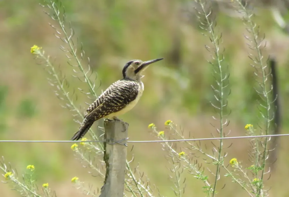 File:Colaptes rupicola 339332622.jpg