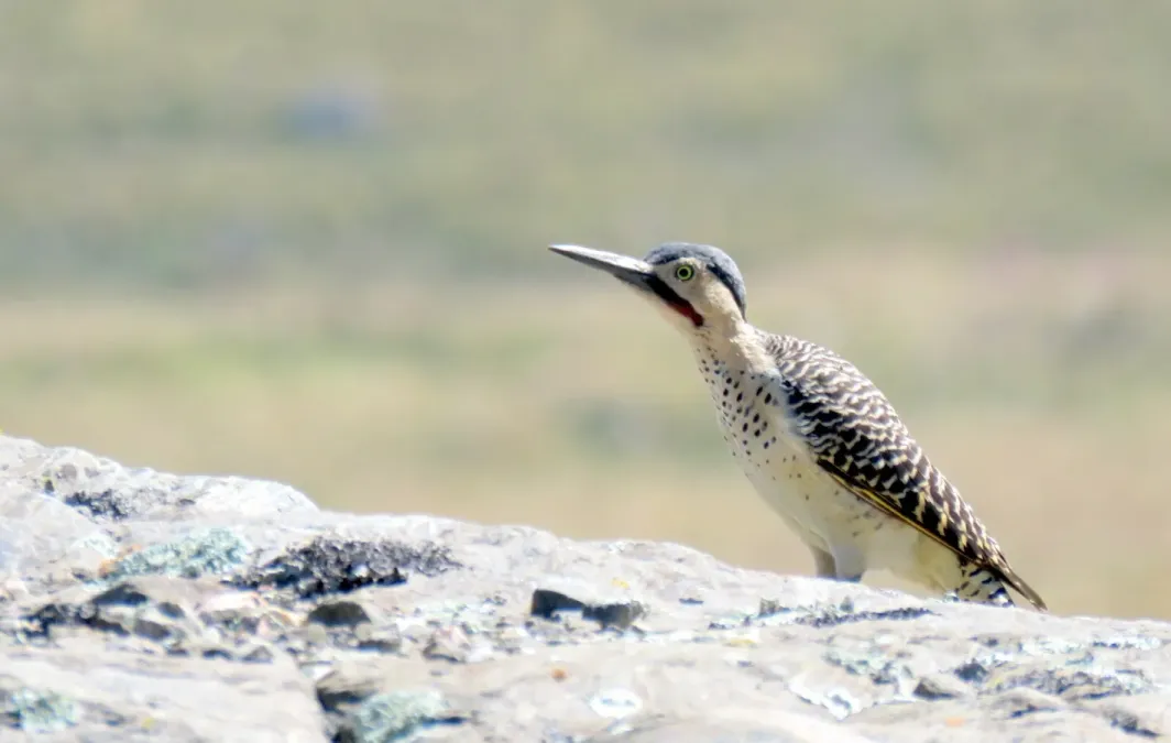 File:Colaptes rupicola 339316995.jpg
