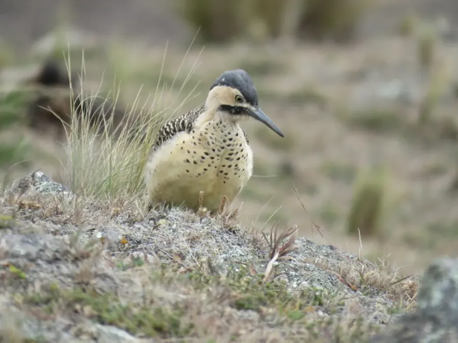 File:Colaptes rupicola 339309999.jpg