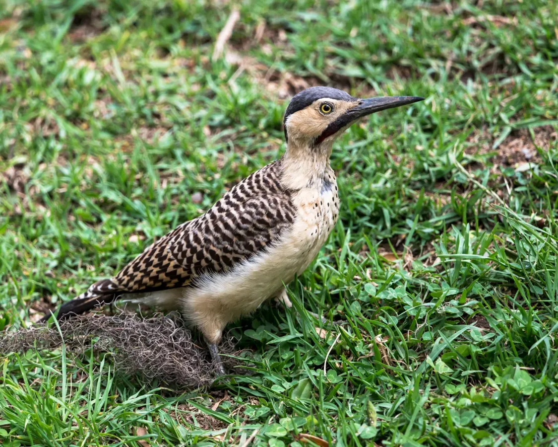 File:Colaptes rupicola 337354771.jpg