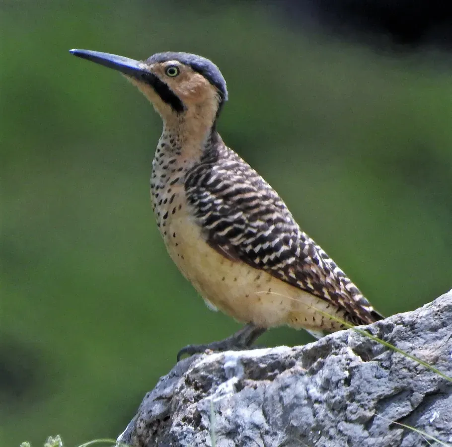 File:Colaptes rupicola 300121942.jpg