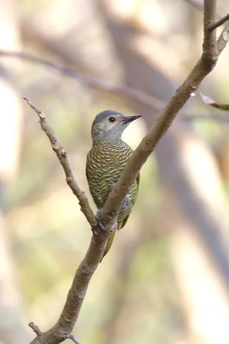 File:Colaptes auricularis 54091319.jpg