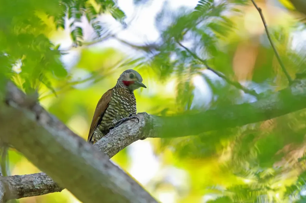 File:Colaptes auricularis 2081634.jpg