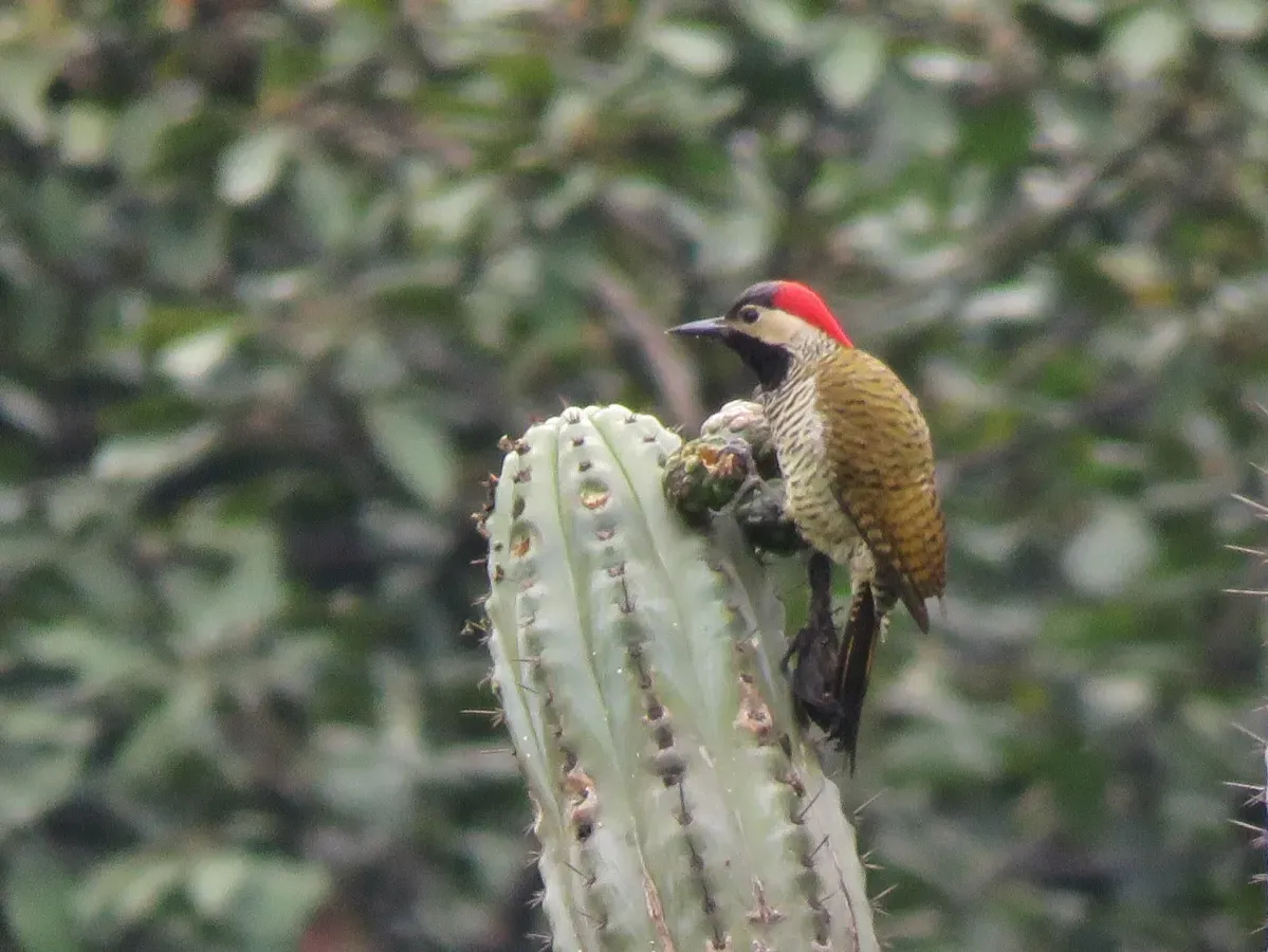 File:Colaptes atricollis 16284867.jpg