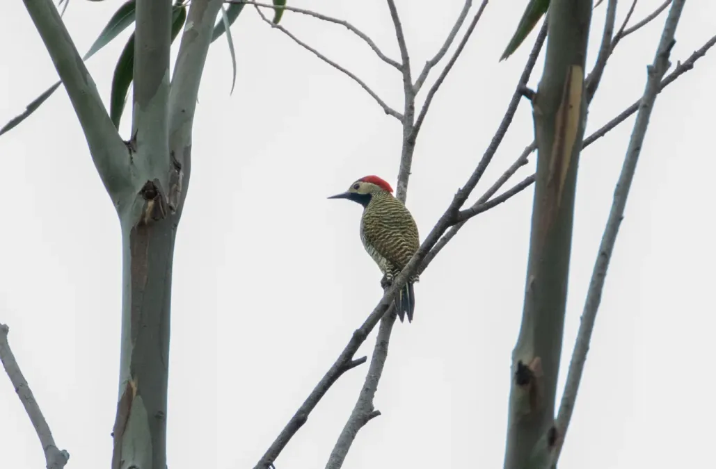 File:Colaptes atricollis 120400356.jpg