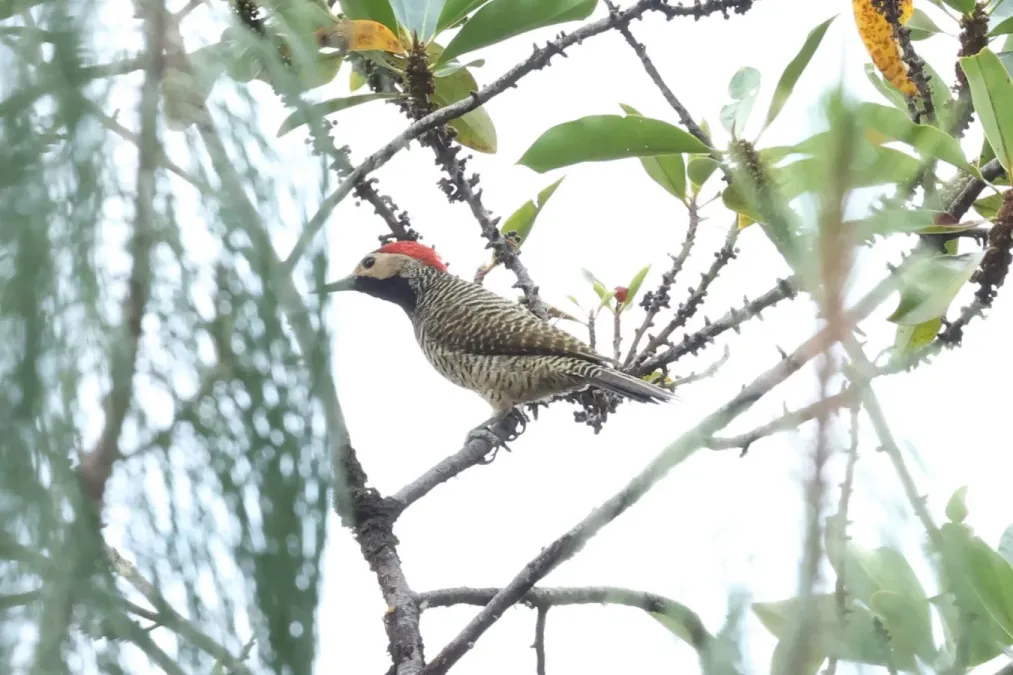 File:Colaptes atricollis 305293673.jpg