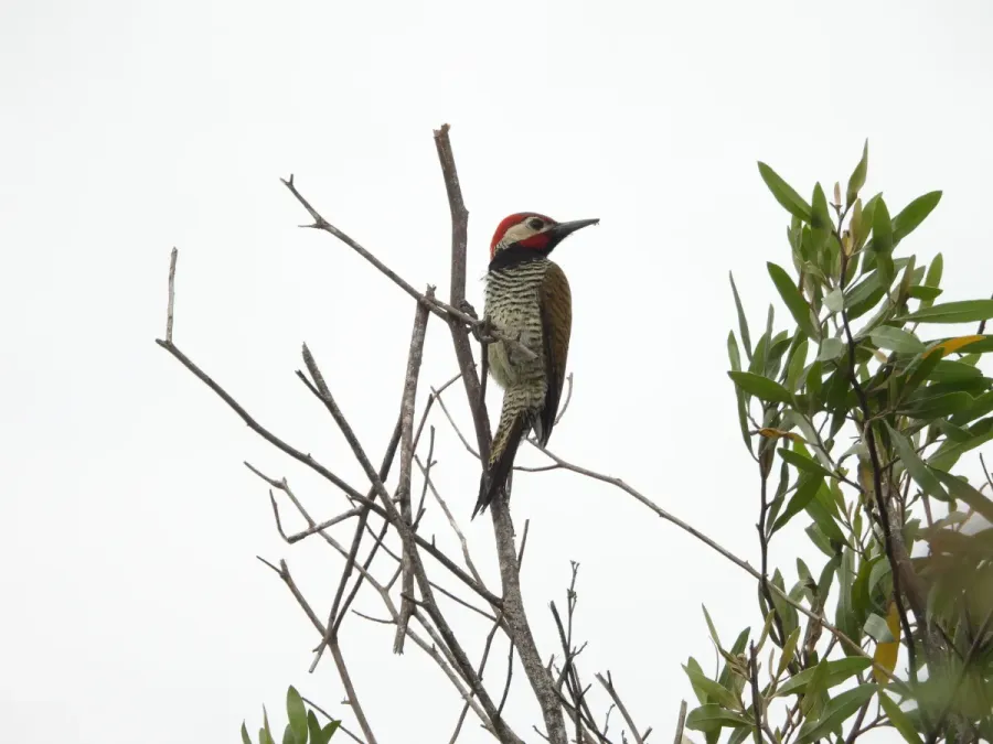 File:Colaptes atricollis 457898219.jpg