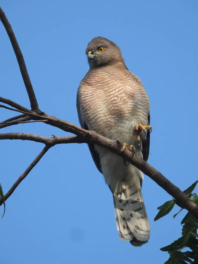 File:Shikra (Tachyspiza badia) in Little Rann of Kutch, Gujarat, India DSCN8550 02.jpg