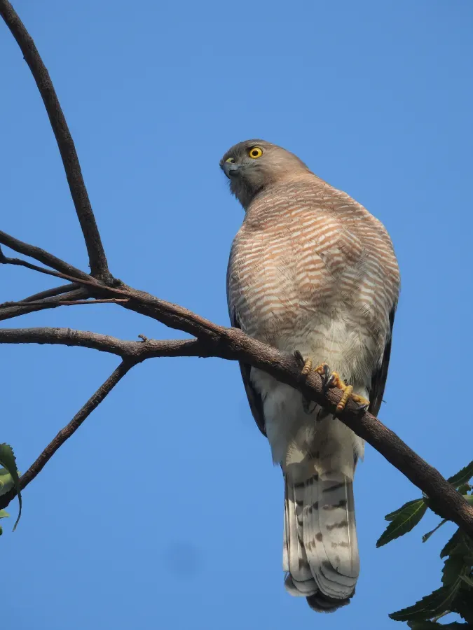 File:Shikra (Tachyspiza badia) in Little Rann of Kutch, Gujarat, India DSCN8550 03.jpg