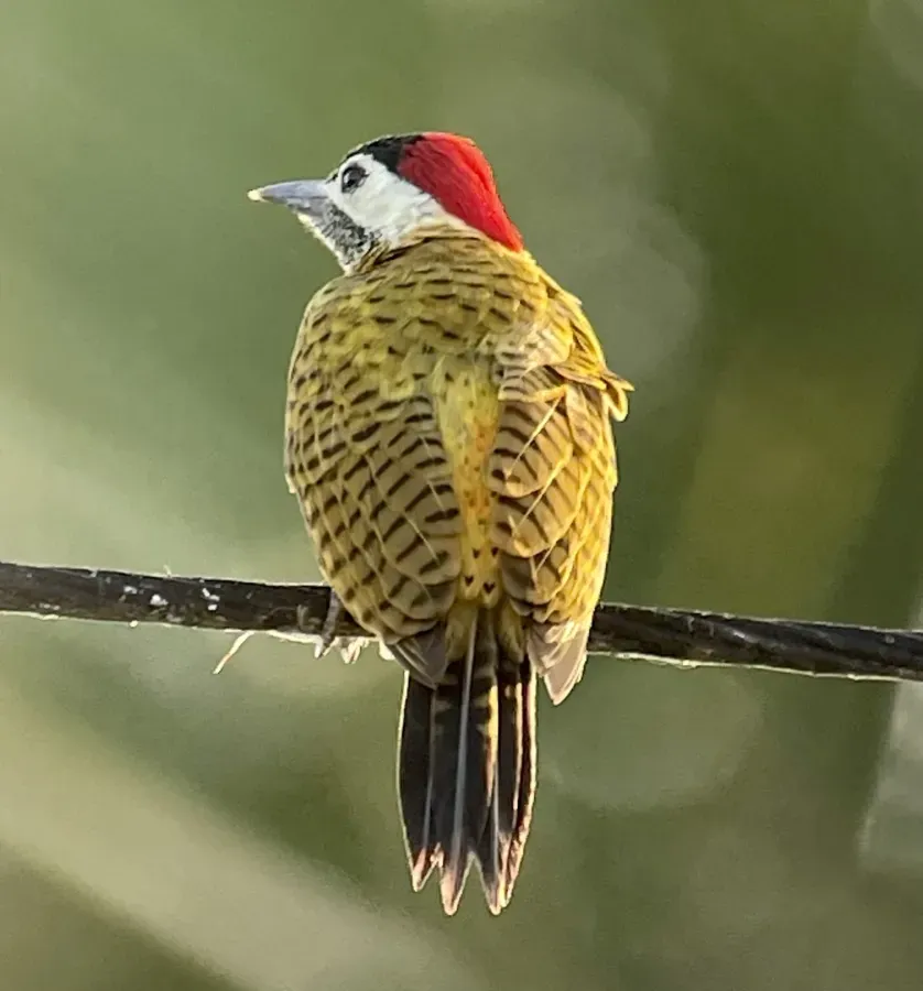 File:Colaptes punctigula 270808448.jpg