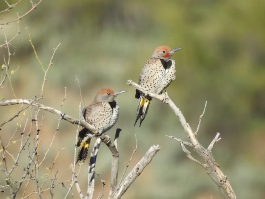 File:Colaptes chrysoides 358573033.jpg