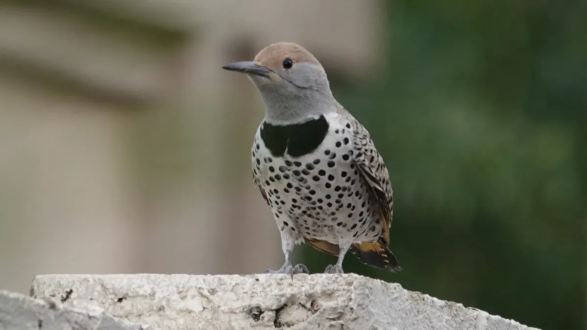 File:Colaptes chrysoides 261644085.jpg
