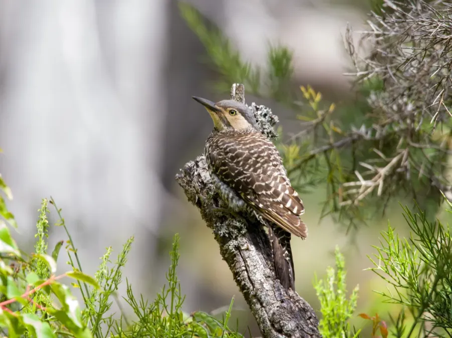 File:Colaptes pitius 347840079.jpg