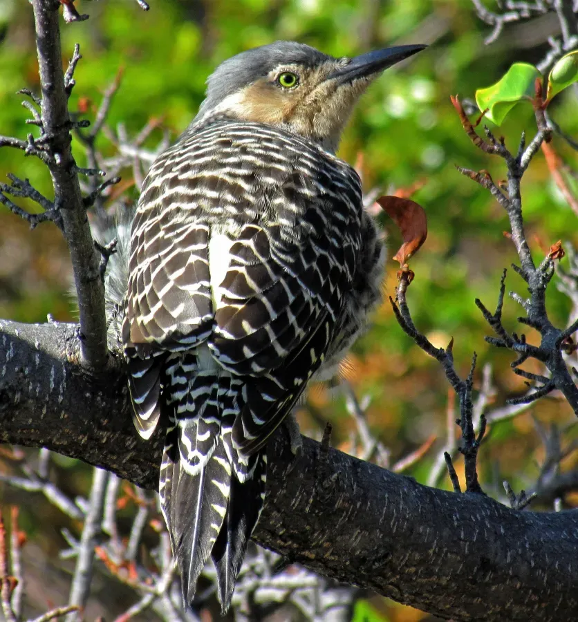 File:Colaptes pitius 300116999.jpg