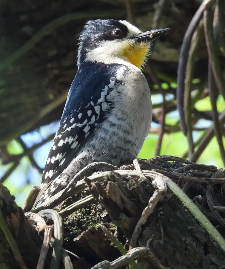 File:Melanerpes cactorum 436357364.jpg