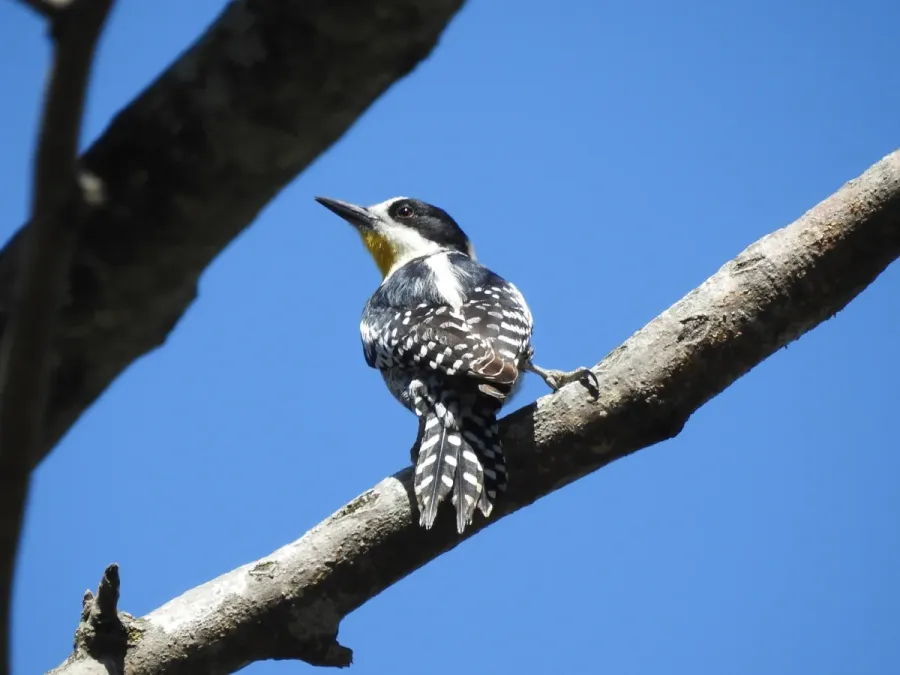 File:Melanerpes cactorum 341876563.jpg