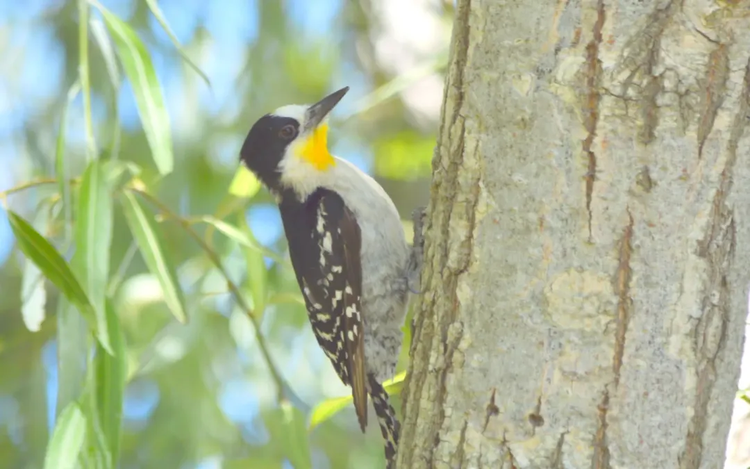 File:Melanerpes cactorum 349954608.jpg