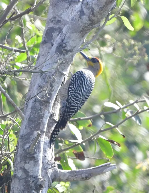 File:Melanerpes chrysogenys 371496802.jpg